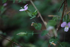 Canscora perfoliata